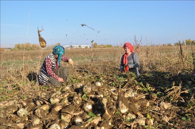 YAĞMUR YAĞINCA ÇİFTÇİ PANCARI ELLE TOPLADI?