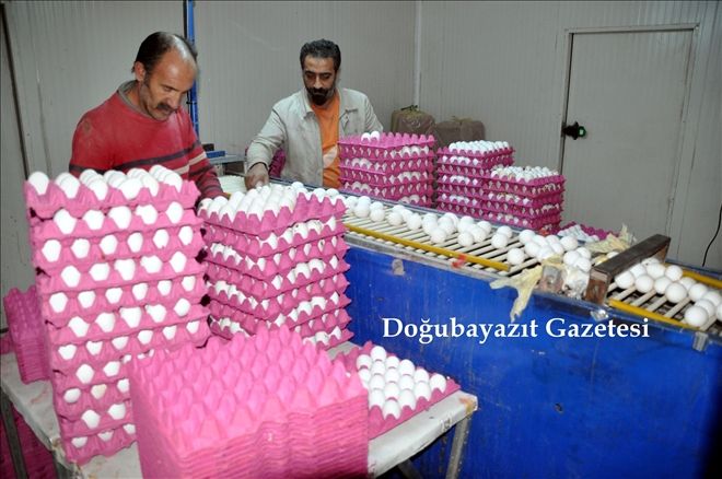 TAVUK ÇİFTLİĞİ KURDU, GÜNDE 53 BİN YUMURTA ELDE EDİYOR?