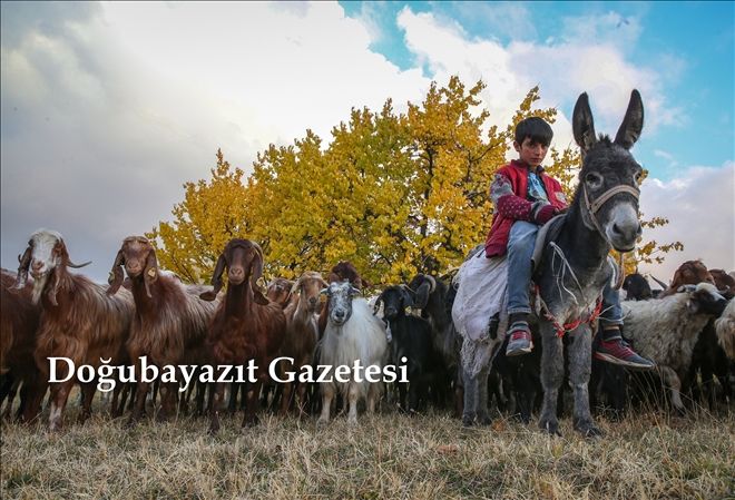 SONBAHARIN KÜÇÜK ÇOBANI