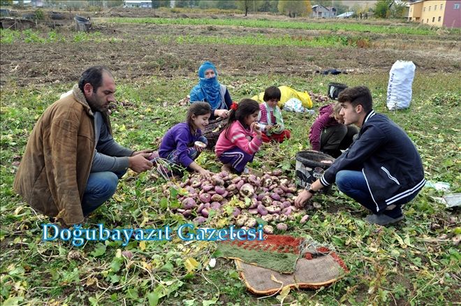 ŞALGAM BİR ÇOK KÖYÜN YAŞAM KAYNAĞI?