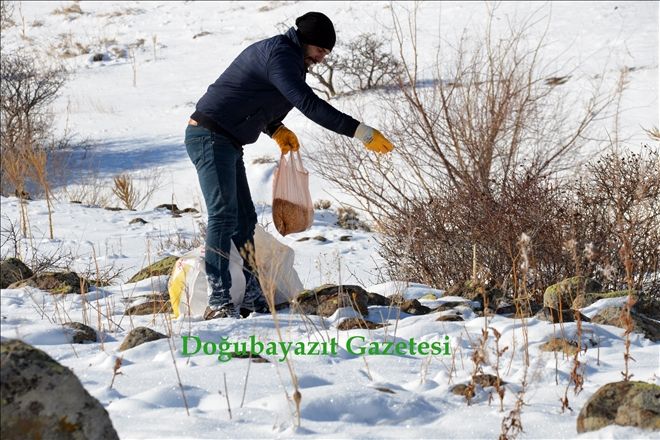 AĞRI´DA YABAN HAYVANLARI İÇİN DOĞAYA YEM BIRAKILDI