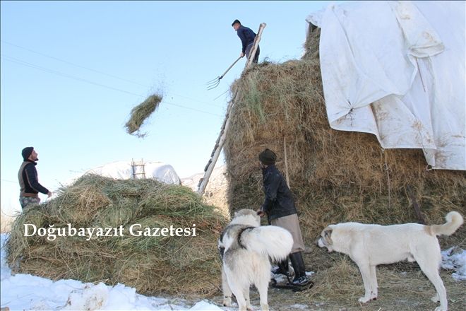 HAYVANLARI İÇİN KIZAKLARLA VE SIRTLARINDA OT TAŞIYORLAR?