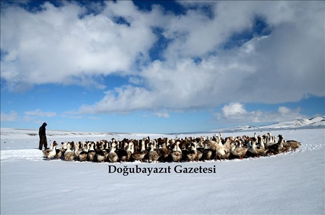 KAZLAR KIŞIN VAZGEÇİLMEZİ?