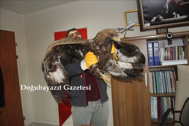 AĞRI´DA YARALI BULUNAN KAYA KARTALI TEDAVİ ALTINA ALINDI?