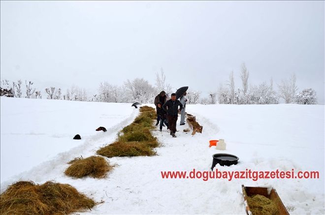 ZORLU KIŞ ŞARTLARINDA KAR ALTINDA YAŞAM MÜCADELESİ?