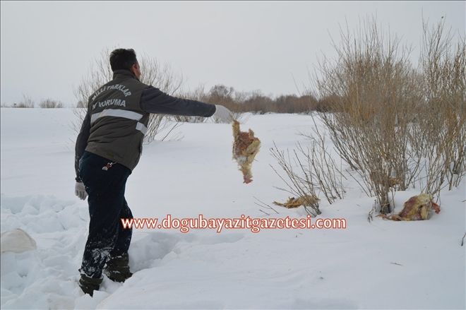 AĞRI´DA KURT SALDIRILARINI ÖNLEMEK İÇİN DOĞAYA SAKATAT BIRAKILIYOR?