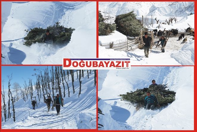 Hayvanların yemi kızaklarla taşınıyor?