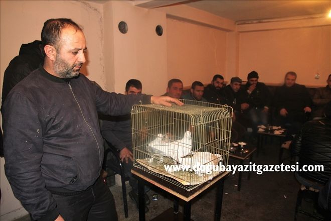 OTOMOBİL FİYATINA GÜVERCİN?