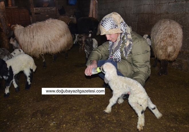 BAHARIN MÜJDECİSİ KUZULAR...