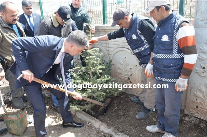 DOĞUBAYAZIT´TA OKULUM YEŞİLLENİYOR PROJESİ?