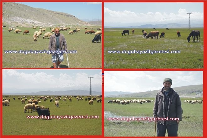 DOĞUBAYAZIT´TA BAHARIN GELİŞİYLE BESİCİLERİN YÜZÜ GÜLDÜ?