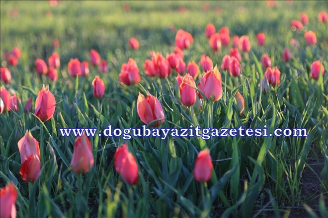 LALELER YEŞERDİ?