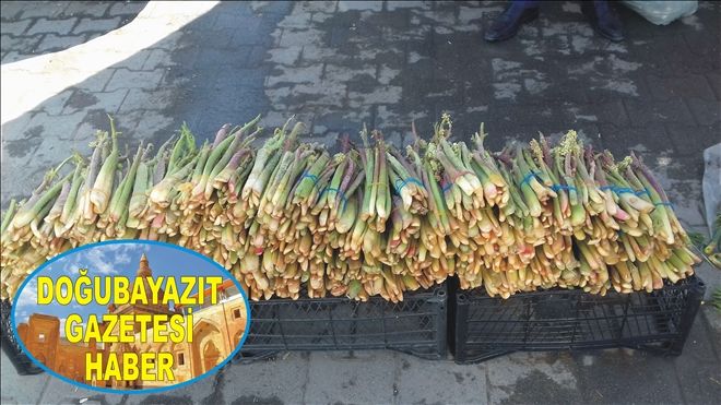 SABIRSIZLIKLA BEKLENEN IŞKIN TEZGAHLARDA?