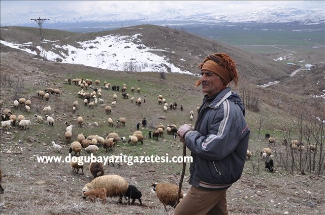 6 BİN LİRA MAAŞA RAĞMEN ÇOBAN BULAMIYORLAR?