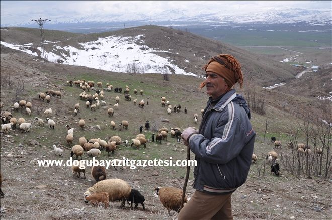 6 BİN LİRA MAAŞA RAĞMEN ÇOBAN BULAMIYORLAR?