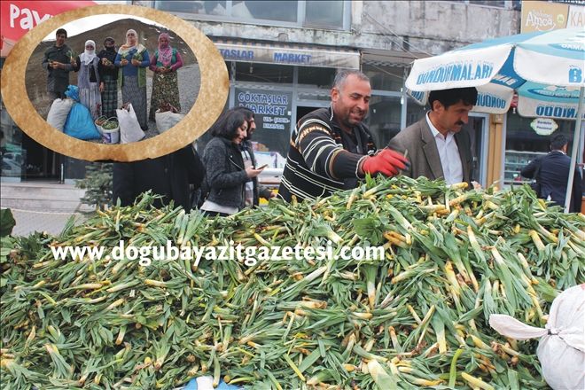 BAHARIN MÜJDECİSİ ?ÇİRİŞ? DOĞUBAYAZIT´TA TAZGAHLARDA?
