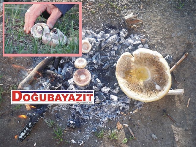 İLKBAHARDA MANTAR TEHLİKESİNE DİKKAT!...