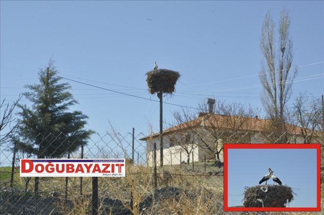 BAHARIN MÜJDECİSİ LEYLEKLER GELDİ?