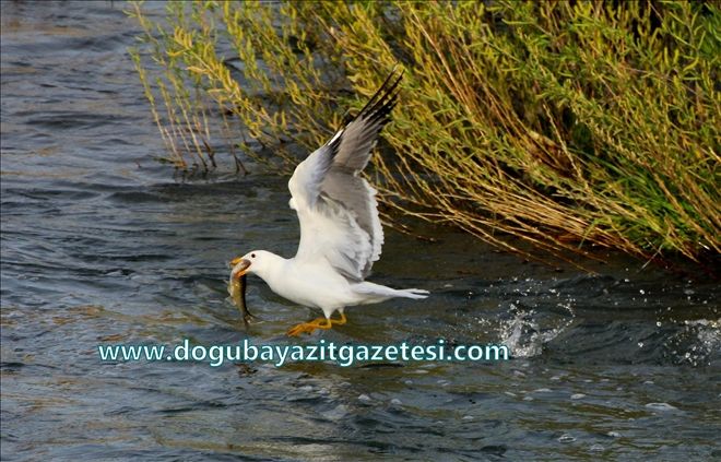 İNCİ KEFALİNİN TATLI SULARA GÖÇÜ BAŞLADI?