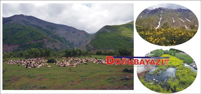 DOĞU´DA BAHARIN GÜZELLİĞİ?