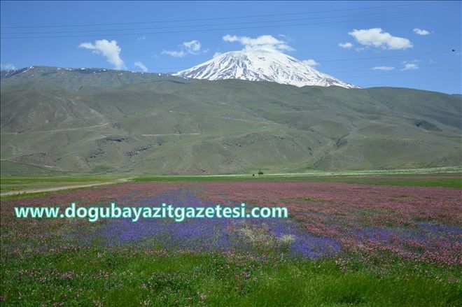 AĞRI DAĞI ETEKLERİNDE RENK CÜMBÜŞÜ?