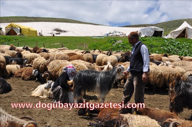 YAYLA HAYATINA DAİR?