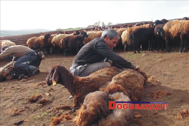 KOYUN KIRKMA DÖNEMİ?