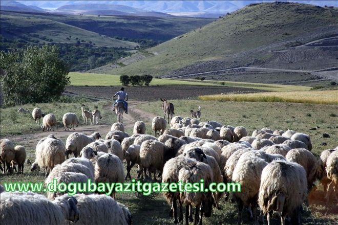 YAYLA ZAMANI?