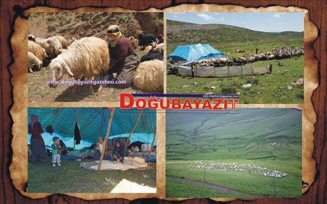 YAYLA MEVSİMİ BAŞLADI?