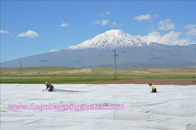 AĞRI DAĞI ETEKLERİNDE ZORLU RAMAZAN MESAİSİNDE DOMATES ÜRETİMİ?