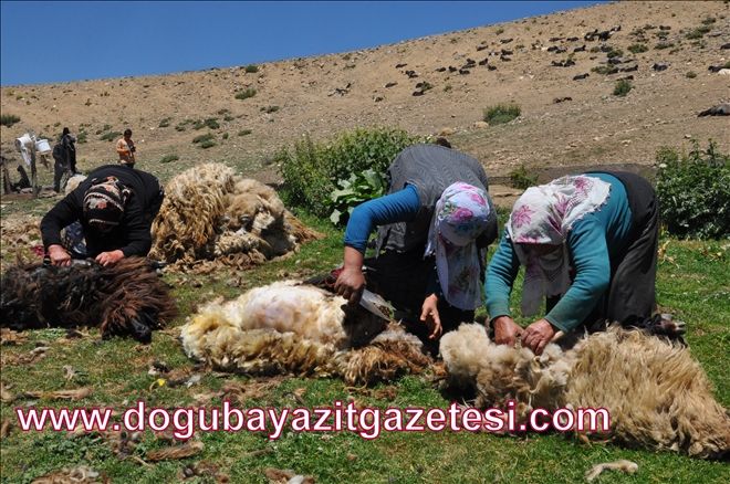 YAYLACI KADINLAR KOYUN KIRKIP SÜT SAĞIYOR?
