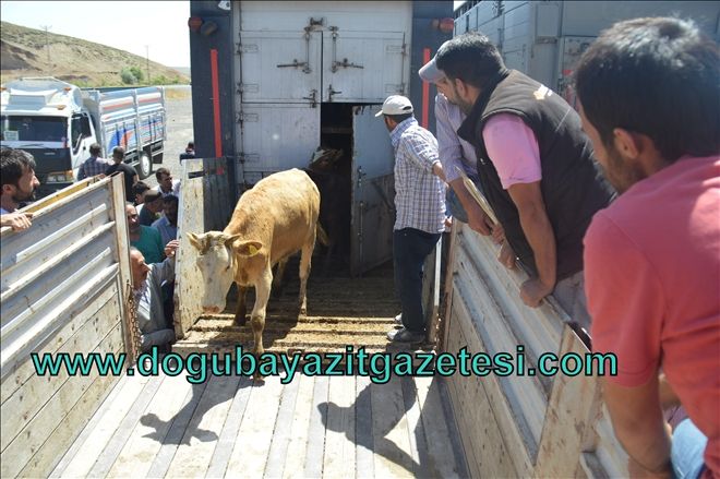 ELEŞKİRT´TE GENÇ ÇİFTÇİLERE HAYVAN DESTEĞİ?
