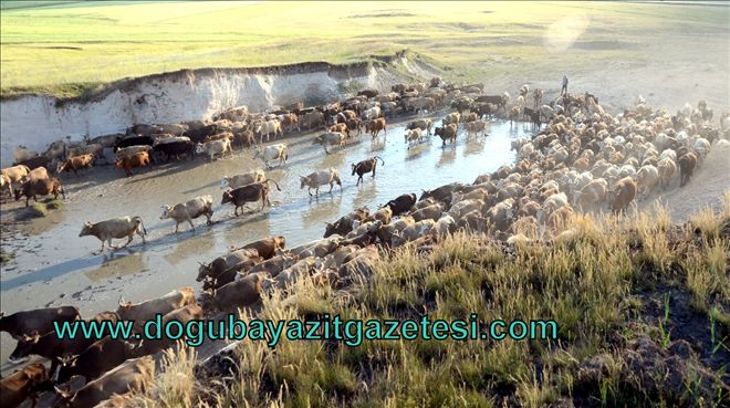 SICAK, MERALARDAKİ HAYVANLARI OLUMSUZ ETKİLİYOR?