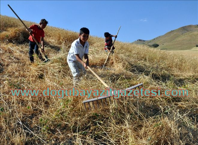 BUĞDAY HASADI BAŞLADI?