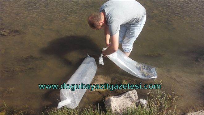 AĞRI´DA 40 BİN YAVRU SAZAN DERELERE BIRAKILDI