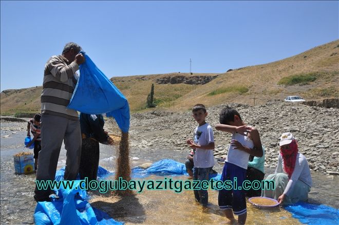 HASAT EDİLEN BUĞDAYLAR?