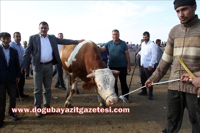 AĞRI´DAN BATI İLLERİNE 165 BİN KURBANLIK?