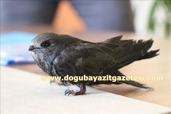 Yavru ebabil kuşu koruma altına alındı
