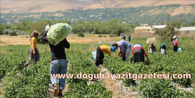 ORGANİK ÜRÜNLER VERİMLİ TOPRAKLARDA YETİŞİR?