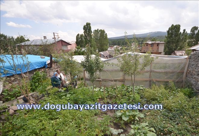 SOĞUK TOPRAKLARDA SERACILIK?