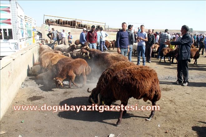 Düve kesiminin yasaklanması 
