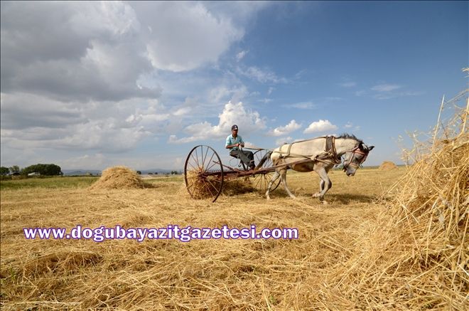 ÇİTÇİLERİN HASAT HEYECANI?