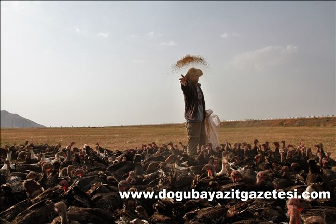 MEMLEKET HASRETİ HİNDİ VE KAZ ÇİFTLİĞİ SAHİBİ YAPTI?