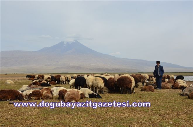 AĞRI DAĞI ETEĞİNDEKİ BESİCİLERİN KURAKLIKLA MÜCADELESİ?