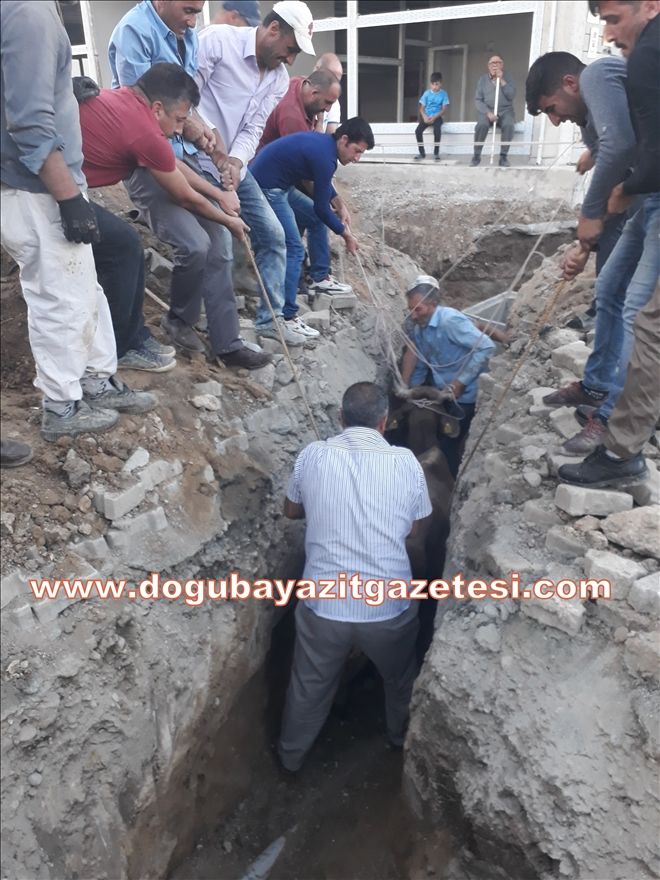 AĞRI HAMUR´DA 8 BÜYÜKBAŞ HAYVAN KANALA DÜŞTÜ?