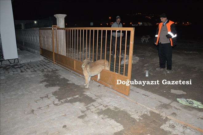 DOĞUBAYAZIT´TA BAHÇE KAPISINDA SIKIŞAN KÖPEĞİN YARDIMINA İTFAİYE YETİŞTİ