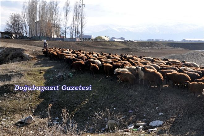 KAR YAĞMAYINCA HAYVANLAR MERALARA İNDİ.
