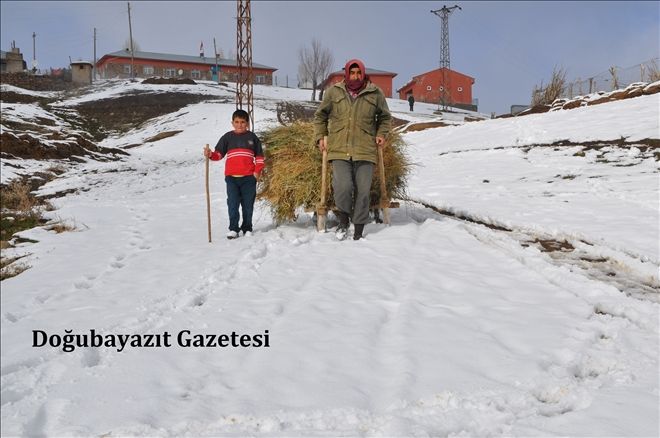 BESİCİLER STOKLANAN OTLARI AHIRLARA TAŞIYARAK HAYVANLARINI BESLİYORLAR?