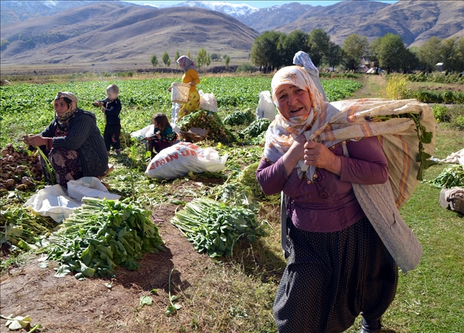 ŞALGAM HASADI