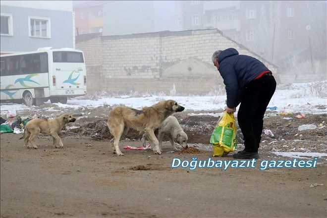 KARA KIŞTA AĞRI´DA SOKAK HAYVANLARI?